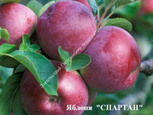 Яблоня Спартан