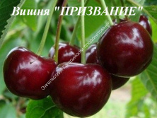 Вишня Призвание