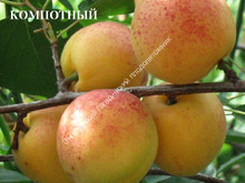 Абрикос Компотный