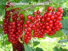 Смородина Натали