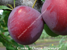 Слива Озарк Премьер