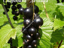 Смородина Дачница Смородина Дачница