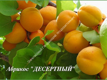 абрикос Десертный