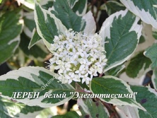 Дерен белый Элегантиссима