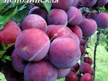 Слива Исполинская