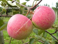 Яблоня Конфетное