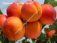 Абрикос Оранж Эрли
