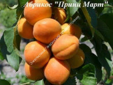 Абрикос колоновидный Принц Март