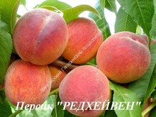 Персик Редхейвен Персик Редхейвен