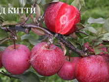 Яблоня Ред Китти