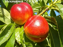 Нектарин Скиф Нектарин Скиф