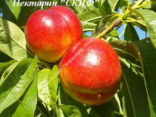 Нектарин Скиф