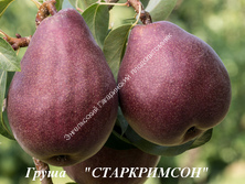 Груша Старкримсон