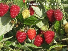 Малина Таганка