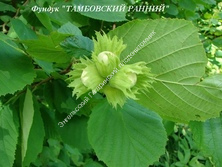 Фундук Тамбовский ранний