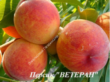 Персик Ветеран Персик Ветеран