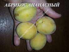 Абрикос Ананасный