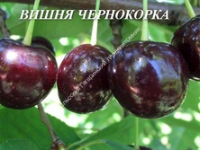 Вишня Чернокорка