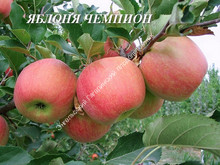 Яблоня Чемпион