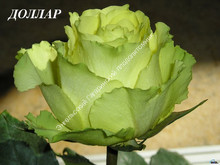 Роза Доллар Роза Доллар