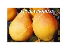 Груша Дюшес