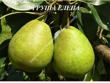Груша Елена