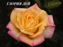 Роза Глория Дей Роза Глория Дей