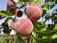 Персик Коллинз Персик Коллинз