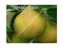Груша Лада