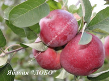 Яблоня Лобо