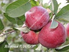 Яблоня Лобо