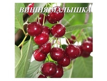 Вишня Саратовская Малышка