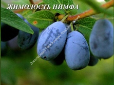 Жимолость Нимфа
