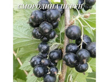 Смородина Перун Смородина Перун