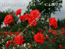 Плетистая роза Салита