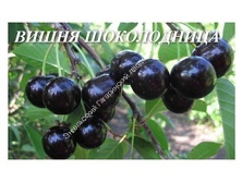 Вишня Шоколадница