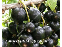 Смородина Ядреная Смородина Ядреная