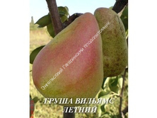 Груша Вильямс летний