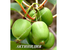 Актинидия аргута Эстафета Актинидия аргута Эстафета