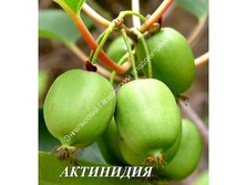 Актинидия аргута Эстафета