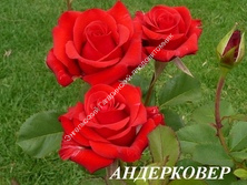 Роза Андерковер