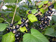 Смородина Багира