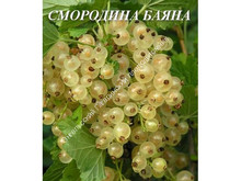 Смородина Баяна