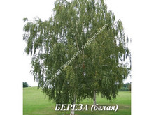 Береза Береза