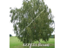 Береза