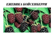Ежевика Бойсенберри