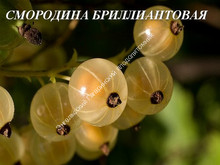 Смородина Бриллиантовая