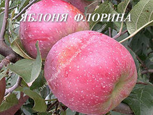Яблоня Флорина