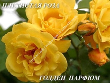 Плетистая роза Голден Парфюм