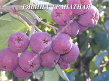 Рябина Гранатная Рябина Гранатная